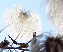 clematis seed pod in winter